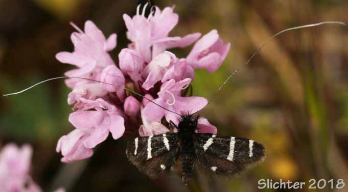 Fairy Longhorn Moth: Adela sp.